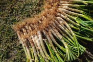 Calçots.