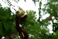 Tamarindo, una fruta con un elevado contenido en potasio.