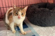 La gata, en buen estado, ha sido llevada a una clínica veterinaria para su revisión.