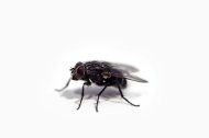 Una mosca.