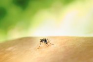 Un mosquito.
