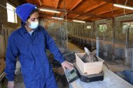 Ahir pesaven els conills que enviaran aquesta setmana a Galícia. - C.SANS