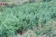 La plantació de marihuana enmig d'un bosc de Tremp.