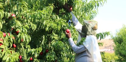 Un temporer cull nectarines en un camp d'Aitona amb màniga llarga i una gorra al cap per protegir-se de la calor i els mosquits.