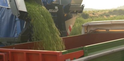 Pons obre la campanya d'oli més precoç i preveu unes 350 tones