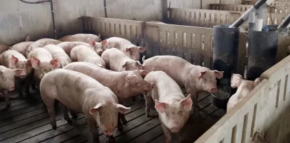 No hi ha cap animal de granja infectat i el consum de la carn i els derivats és sempre segur. - ACN