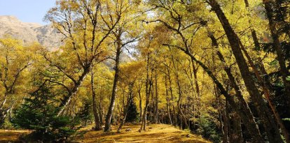 La creació de paisatges agroforestals més resilients es destaca com un àmbit clau per impulsar la bioeconomia a Catalunya