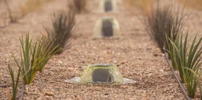 Un detall de la depuració natural posada en marxa pel celler lleidatà. - RAIMAT