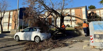 Arbre caigut pel vent damunt d'un cotxe a l'entorn de la plaça Ernest Lluch de Sant Boi de Llobregat.
