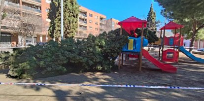 Un arbre caigut a la plaça Josep Piñol de Pardinyes.