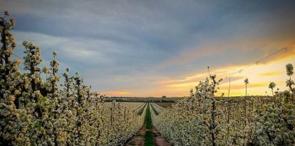 Camps de l'horta de Lleida un capvespre de primavera.