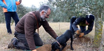 Persones collint tòfones al Solsonès