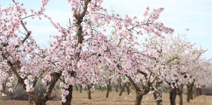 Imatges de la floració dels ametllers d'Arbeca