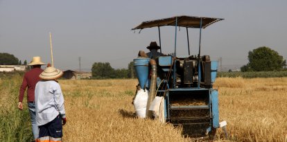Sega de cereal en una finca experimental d'ordi per resistir els cops de calor del canvi climàtic a Bell-lloc d'Urgell.