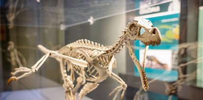 Reconstrucció d’un velociraptor