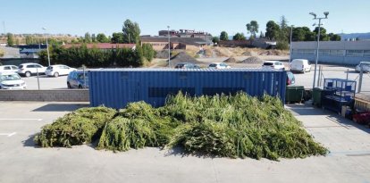Imatge de les plantes de marihuana al pati de la comissaria de la capital de les Garrigues. - <B>SAP-SME-FEPOL</B>