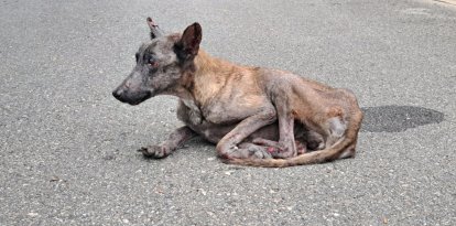 La gossa trobada en estat crític a la Sentiu de Sió.