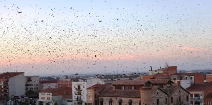 Les aus sobrevolant la Casa Canal i ocupant les copes dels arbres. - J. GÓMEZ
