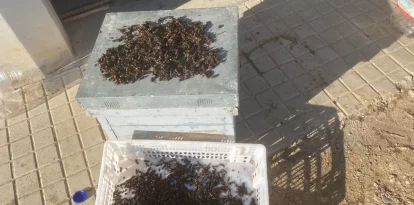 Algunes de les vespes capturades aquesta setmana per apicultors. - M.C. T.