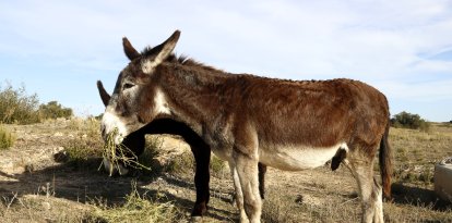 El ramat de rucs del pla pilot a Mas de Melons per mantenir l'hàbitat de les aus estepàries