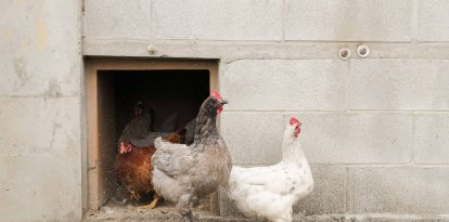 Gallines en un galliner.