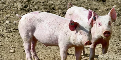 Lleida és la gran potència en producció porcina catalana, mentre que a l’Estat només és superada per la veïna Osca.