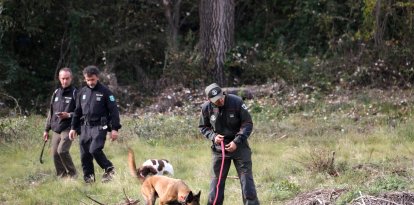 Agents Rurals de Catalunya amb companys d'altres territoris pentinen amb gossos una zona de camp propera a Sabadell, dins del perímetre infectat per la pesta porcina africana.