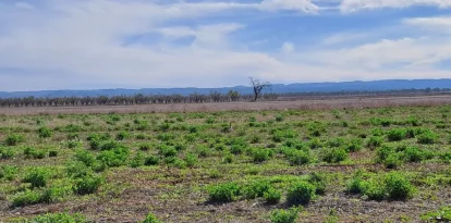 Un exemplar de sisó en una àrea estepària protegida del canal Segarra-Garrigues, gestionada per ASG. - ASG