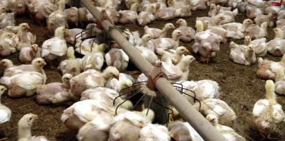 Imatge d’arxiu de pollastres en una explotació a les comarques de Lleida. - ACN