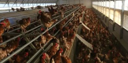 Imatge d’arxiu d’una explotació de gallines. - ACN