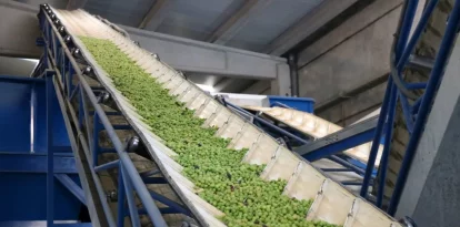 La producció d’oli s’ha normalitzat després d’anys minvada per la sequera. - SEGRE