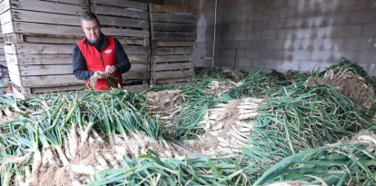 La campanya de calçots està a ple rendiment. - J.GÓMEZ