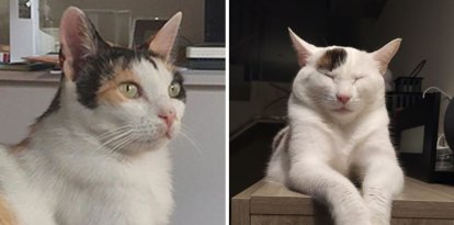 Les identificacions de gats pugen.