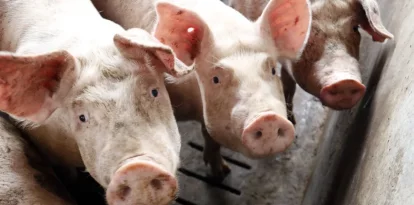 Lleida té més de dos milions de porcs d’engreix a les granges. - ACN