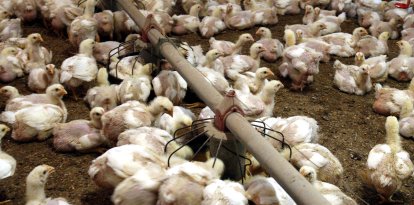 Una explotació avícola de les comarques de Lleida, en una imatge d'arxiu.