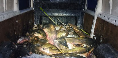 Els silurs morts dins la furgoneta.