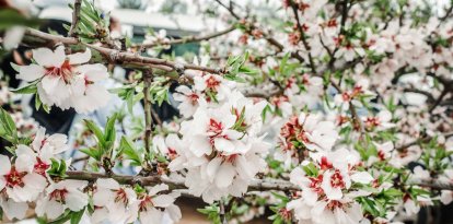 Castelldans entre ametllers florits