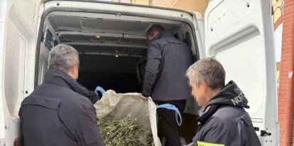 Imatge de la marihuana decomissada. - A. GUERRERO