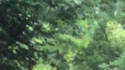 Fotograma del vídeo del oso registrado ayer.