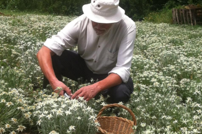 Comprovant l’estat de la Flor de neu. El Juan comprova l’estat de maduració de la flor de neu als camps de Durro.