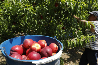 Els agricultors temen nous impagaments la campanya que ve.