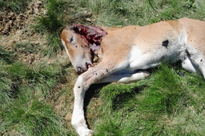 Un os mata un cavall al Pirineu de Lleida