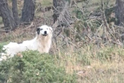 Un dels gossos que sotjaven el ramat d’ovelles a Boumort.