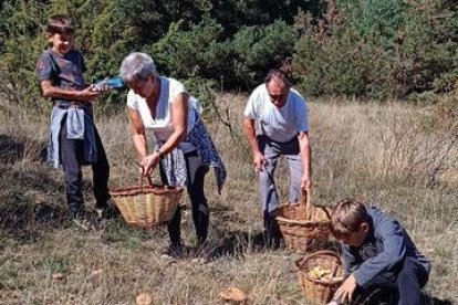 Boletaires plegant bolets al bosc ja que les pluges han fet que proliferin en totes les comarques de muntanya. - C.SANS
