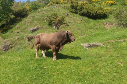 El toro que pastura en finques comunals de la muntanya de Peracalç al Sobirà i que va atacar el ramader.