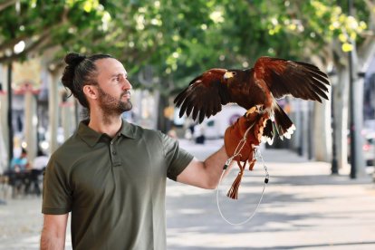 A la Rambla Ferran una àguila Harris controla la població de coloms des de fa setmanes.
