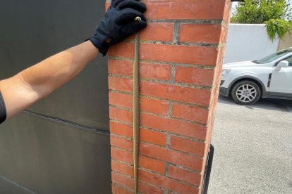 La serpiente venenosa atrapada en una vivienda de Algeciras.