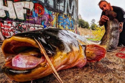 Silurs a la canalització - EDGAR ROMERA