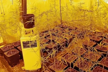 Una plantació de marihuana desmantellada a Vinaixa. - MOSSOS