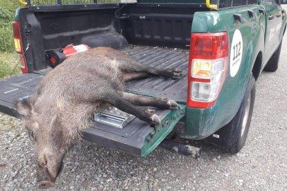 Imatge d'arxiu d'un porc senglar mort.